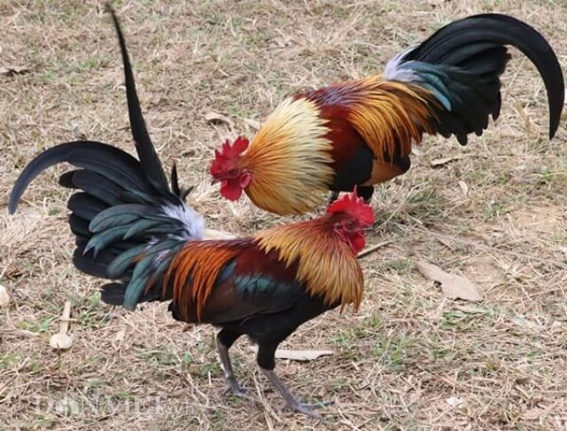 Các địa chỉ bán gà đá Bến Tre vừa cập nhật cực uy tín